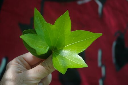 hand with a green leaves in the natureの写真素材
