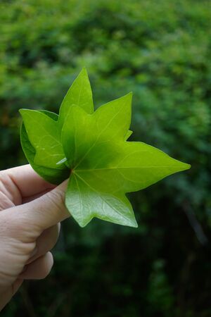 hand with a green leaves in the natureの写真素材