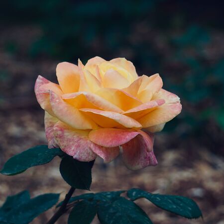 yellow flower in the gardenの写真素材