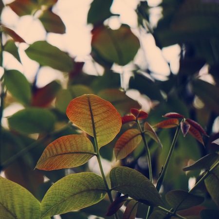 red tree leaves texured in summer in the nature