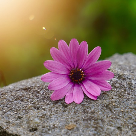 pink flower in the nature, pink flowers in the gardenの写真素材