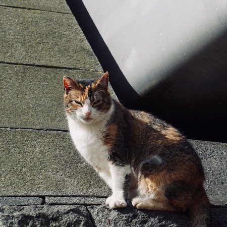 gray cat portrait in the street, stray cat in the natureの写真素材