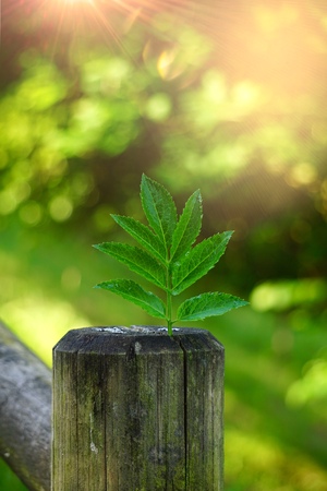 green tree leaves textured in summer in the natureの写真素材