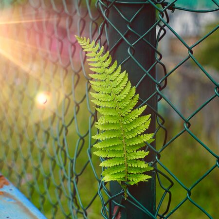 green fern leaf in the natureの写真素材