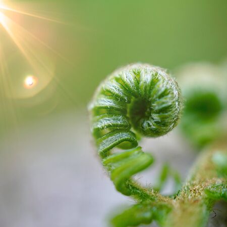 green fern leaf in the natureの写真素材