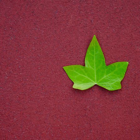 green leaf on the red groundの写真素材