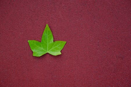 green leaf on the red groundの写真素材