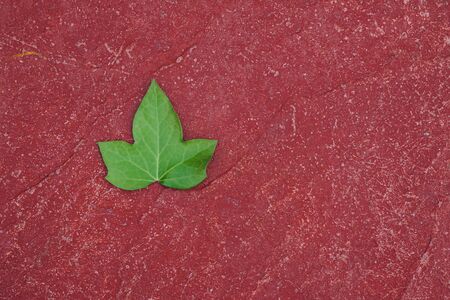 green leaf on the red groundの写真素材