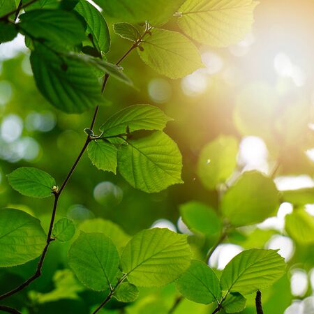green tree leaves in the natureの写真素材