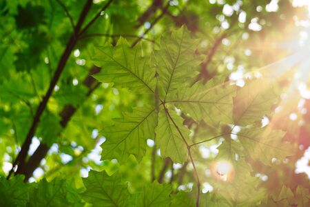 green tree leaves in the natureの写真素材