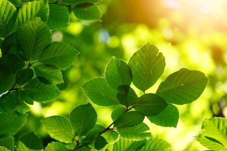 green tree leaves in the natureの写真素材