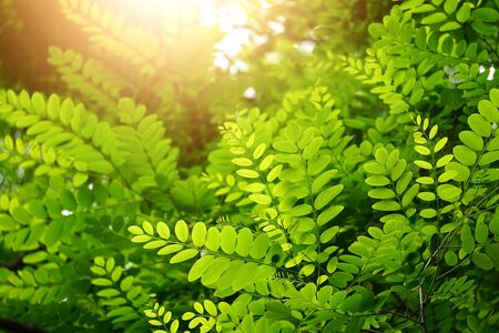 green tree leaves in the natureの写真素材
