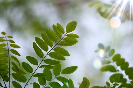 green tree leaves in the natureの写真素材