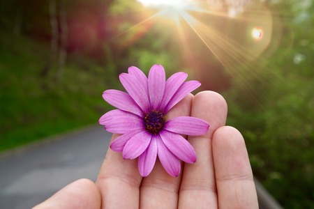 hand with a beautiful pink flower in the nature in summerの写真素材