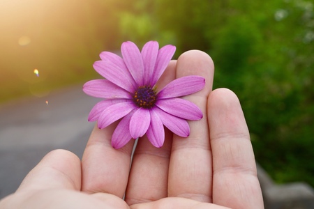 hand with a beautiful pink flower in the nature in summerの写真素材
