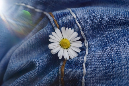 daisy flower in the garden in summer, daisies in the nature