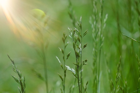 green flower in the nature in summer