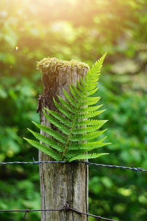 green fern plant leaf in the natureの写真素材