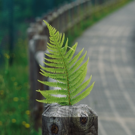 green fern plant leaf in the natureの写真素材