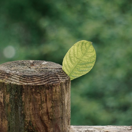 green tree leaf tetxtured in the nature in summer, green background