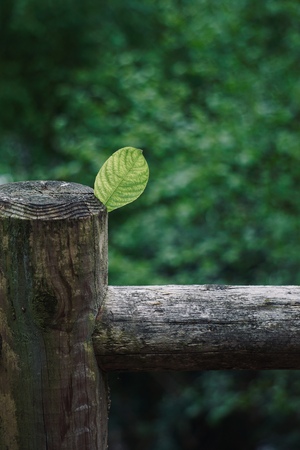 green tree leaf tetxtured in the nature in summer, green background