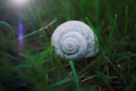 white snail in the nature in summer