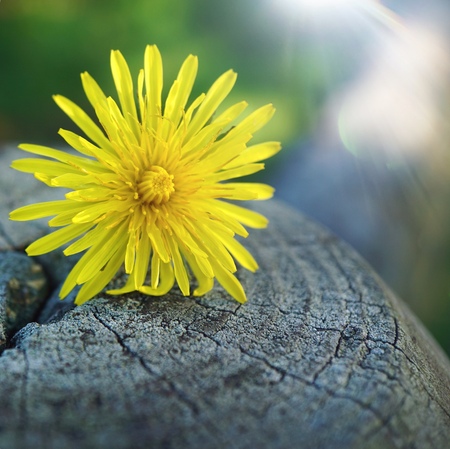 yellow flower in the garden in summer, yellow flower in the gardenの写真素材
