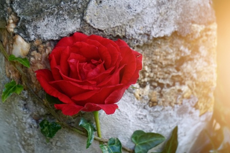 red rose flower in the garden in summer, red flowers in the natureの写真素材