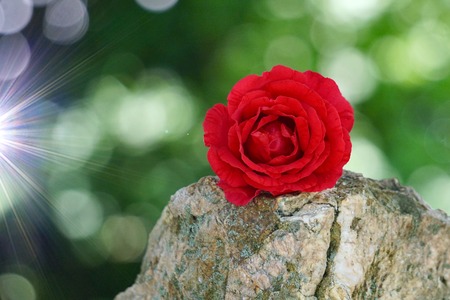red rose flower in the garden in summer, red flowers in the natureの写真素材