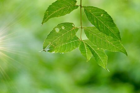 green tree leaves in autumn in the nature