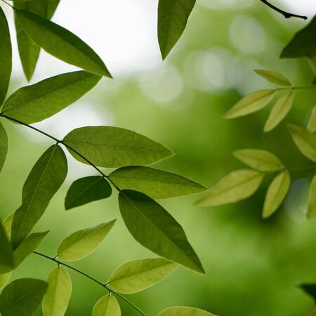 green tree leaves in the natureの写真素材