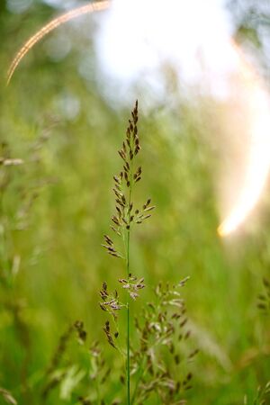 green flower plant in the field in autumnの写真素材