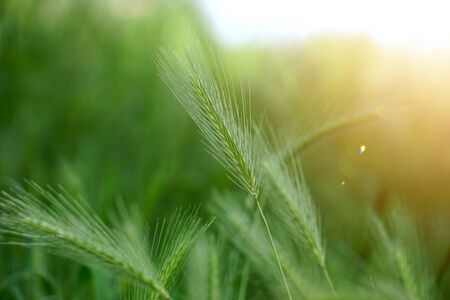 green flower plant in the field in autumnの写真素材