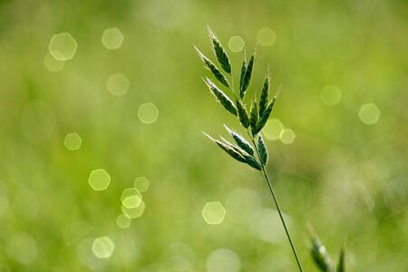green flower plant in the field in autumnの写真素材