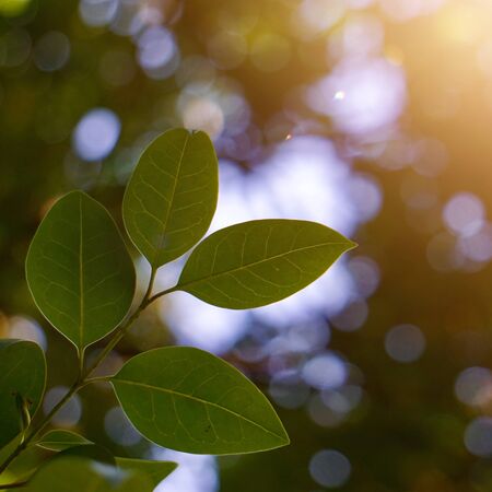 green tree leaves in the nature in autumn
