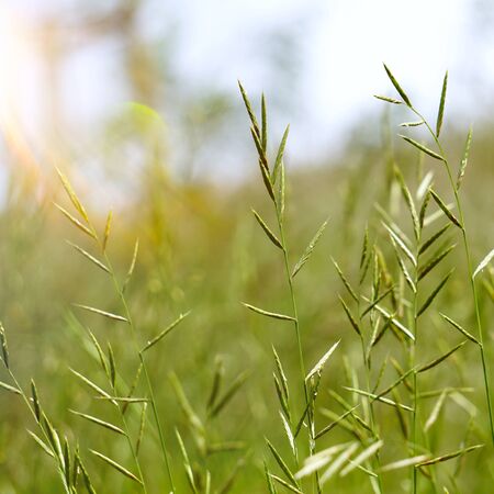 green plants in the nature in autumn, green backgroundの写真素材