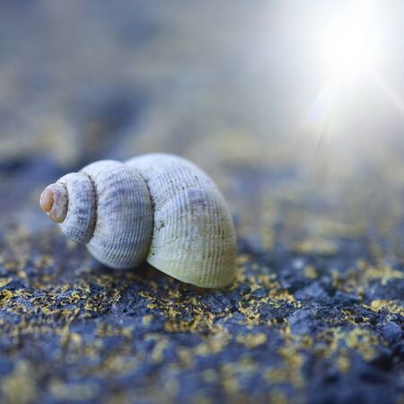 little white snail on the ground in the natureの写真素材