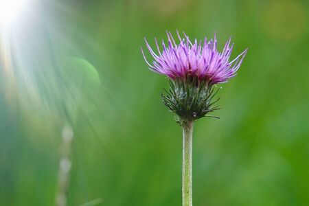 pink flower plant in the garden in autumnの写真素材