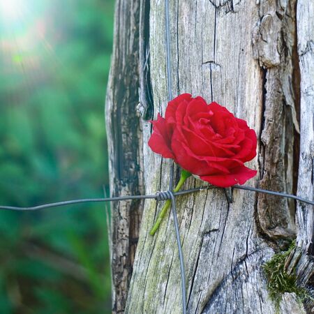 red rose flower plant in the garden in the natureの写真素材
