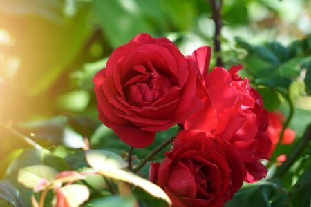 red rose flower plant in the garden in the natureの写真素材
