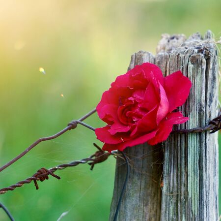red rose flower plant in the garden in the natureの写真素材