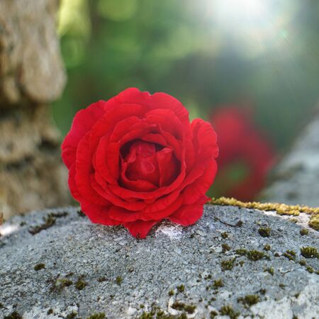 red rose flower plant in the garden in the natureの写真素材