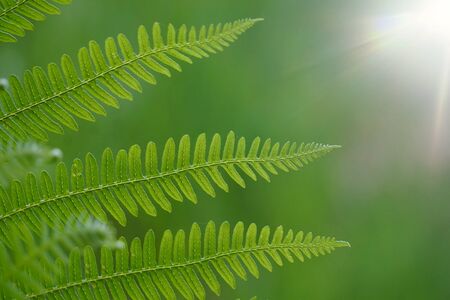 green fern leaf in autumn in the nature, green backgroundの写真素材