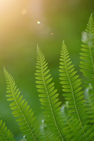 green fern leaf in autumn in the nature, green backgroundの写真素材