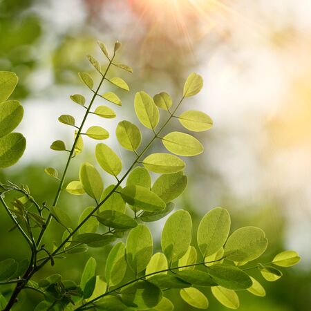 green tree leaves and branches in the nature in autumn, green backgroundの写真素材