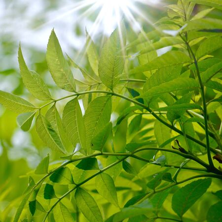 green tree leaves and branches in the nature in autumn, green backgroundの写真素材