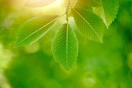 green tree leaves and branches in the nature in autumn, green backgroundの写真素材