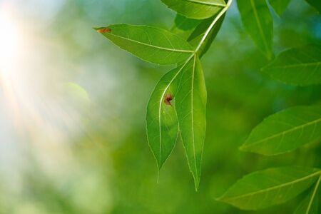 green tree leaves and branches in the nature in autumn, green backgroundの写真素材