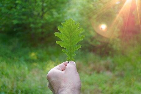 hand with a green leaf in the natureの写真素材