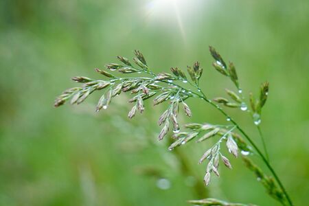 green flower plant in autumn in the nature, green backgroundの写真素材